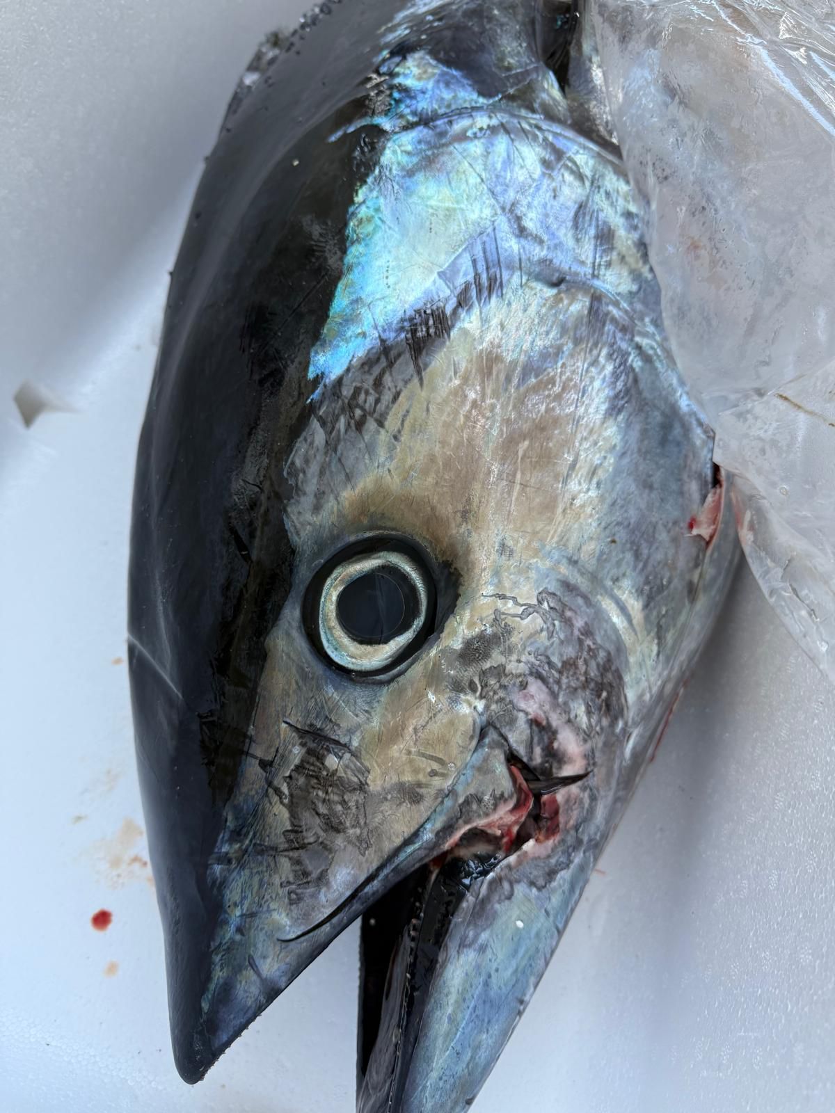 Tonno lavorato con Ikejime